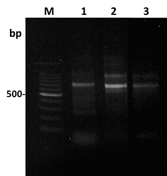 Method for constructing natural humanized IgG Fab phage antibody library