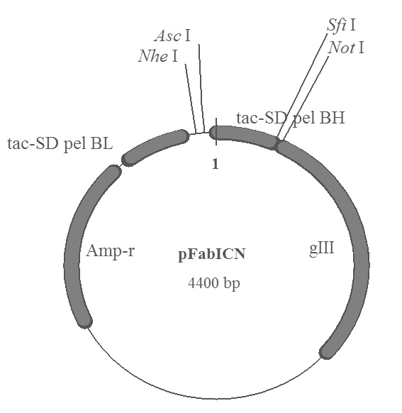 Method for constructing natural humanized IgG Fab phage antibody library