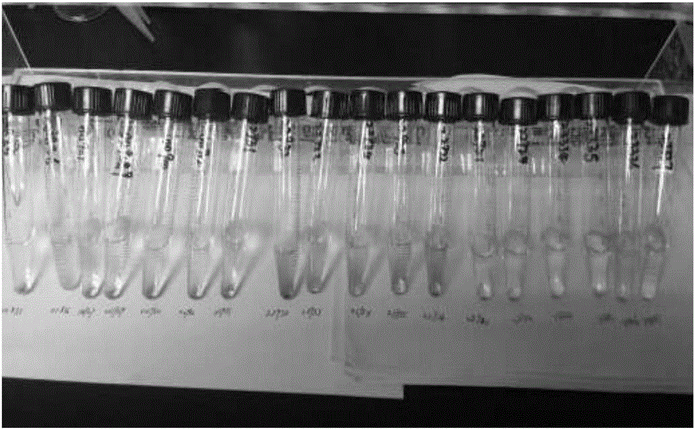 Method for quickly detecting whether nitrite content of processing meat product exceeds standard or not