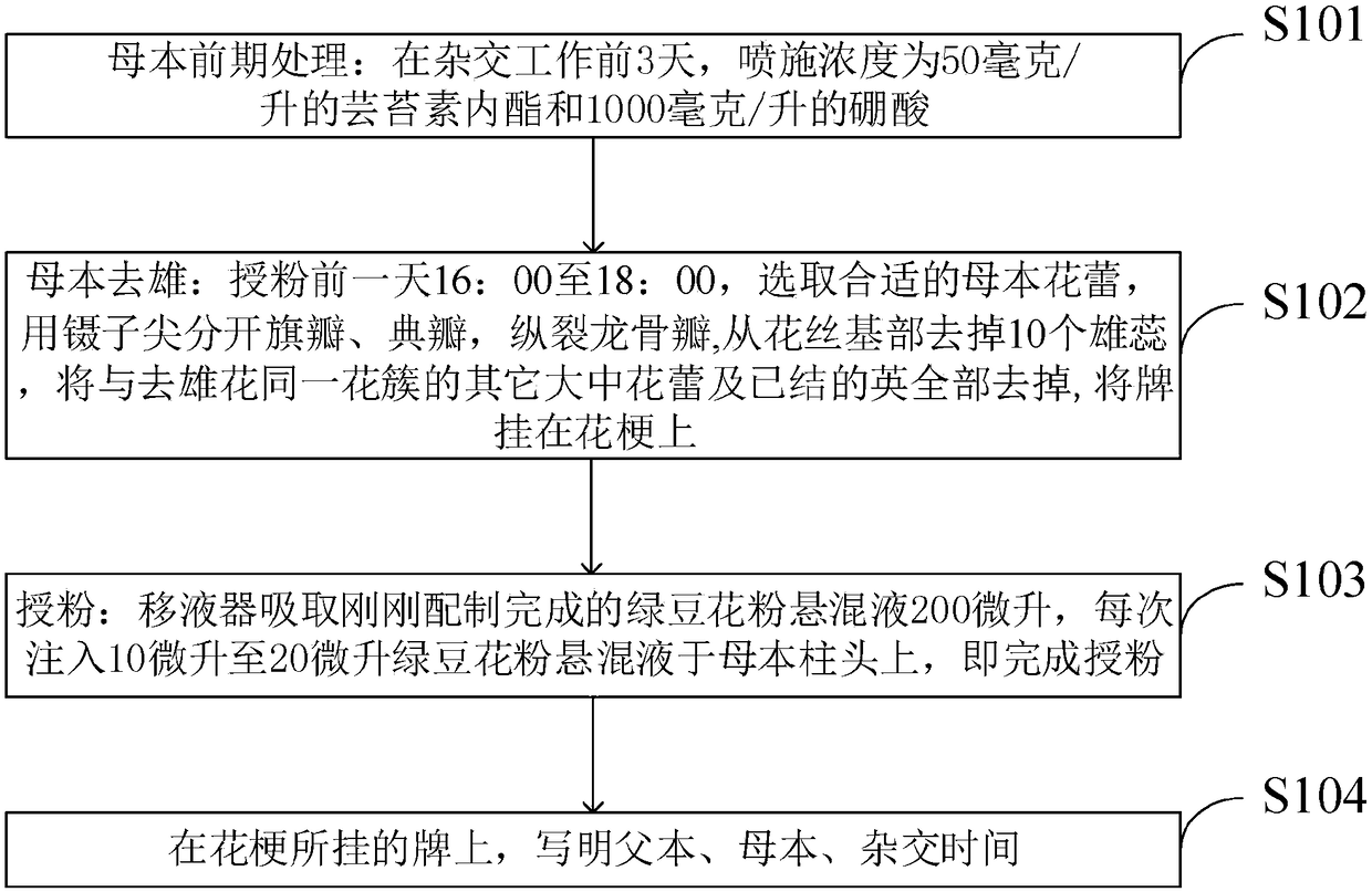 High-efficiency cross breeding method of mung bean