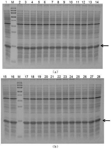 Thioredoxin mutant, preparation method thereof and application of thioredoxin mutant in production of recombinant fusion proteins