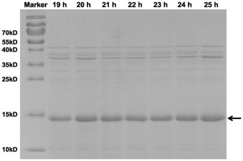 Thioredoxin mutant, preparation method thereof and application of thioredoxin mutant in production of recombinant fusion proteins