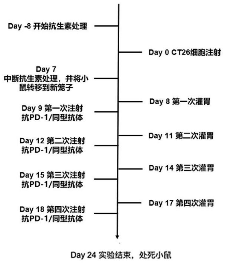 Application of bifidobacterium animalis in improving tumor immunotherapy response