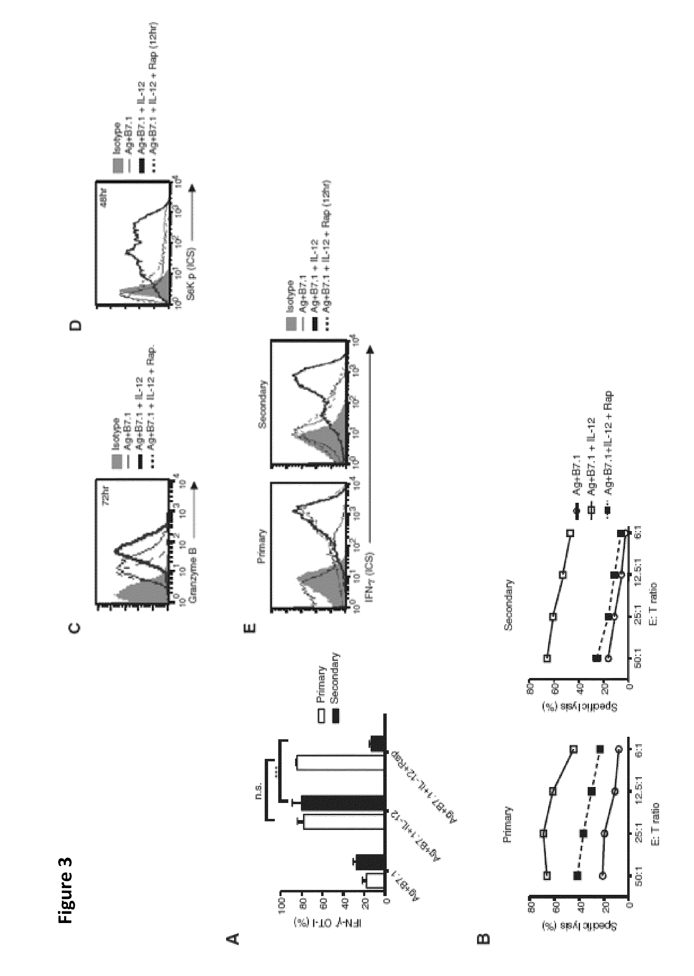 METHODS AND COMPOSITIONS CONTAINING mTOR INHIBITORS FOR ENHANCING IMMUNE RESPONSES