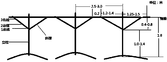 Grape cultivating method for reducing density, improving quality and promoting early maturing through single connected tent