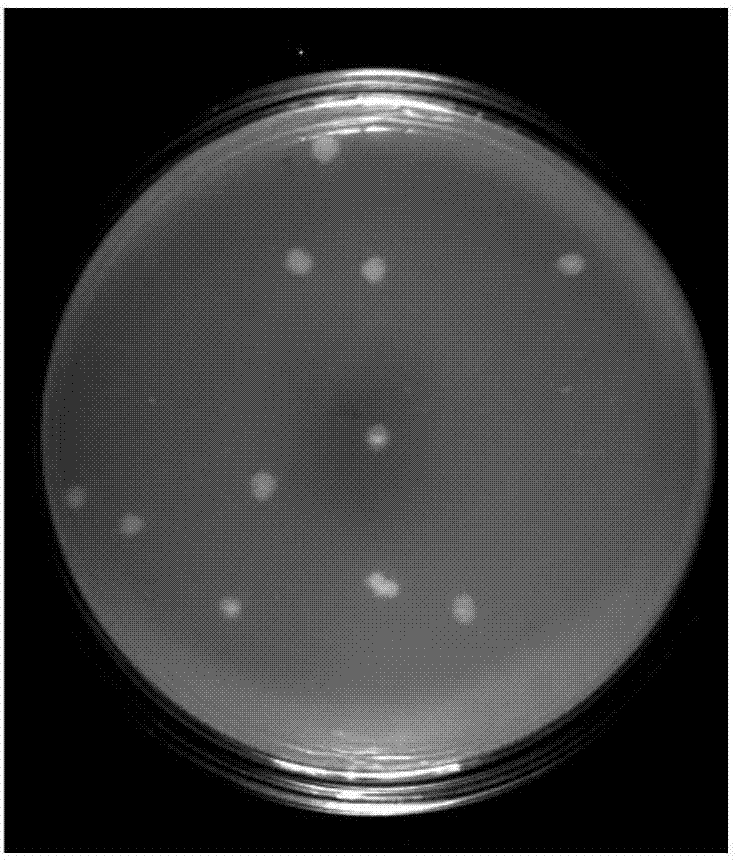 Culture medium efficiently culturing chicken coryza haemophilus paragallinarum and preparation method and application of culture medium