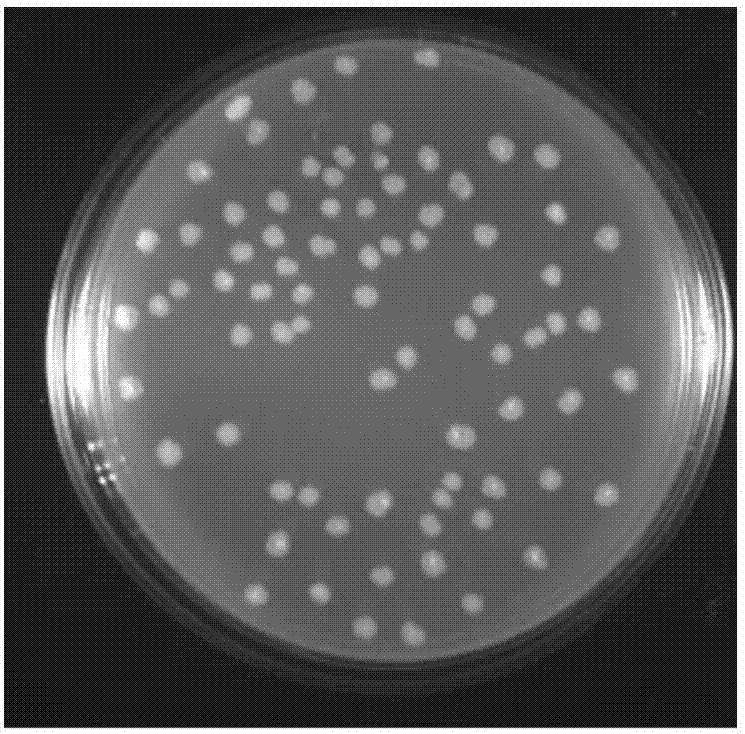 Culture medium efficiently culturing chicken coryza haemophilus paragallinarum and preparation method and application of culture medium