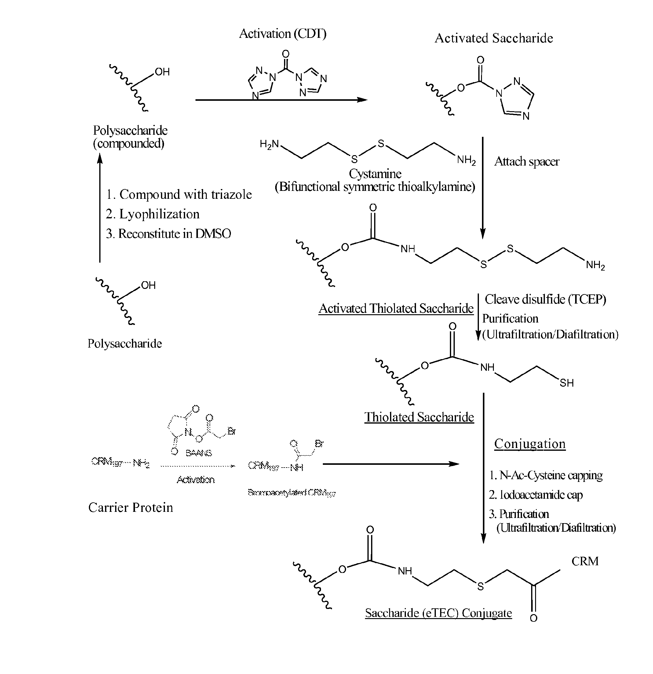 Glycoconjugation processes and compositions