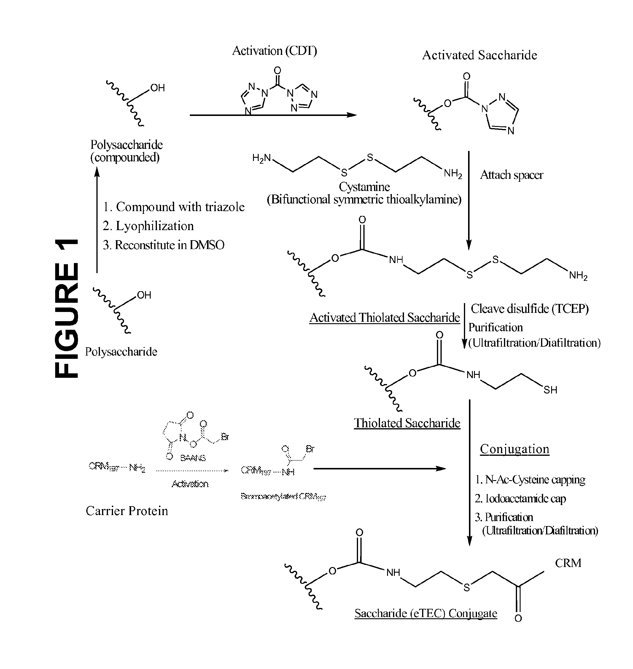 Glycoconjugation processes and compositions