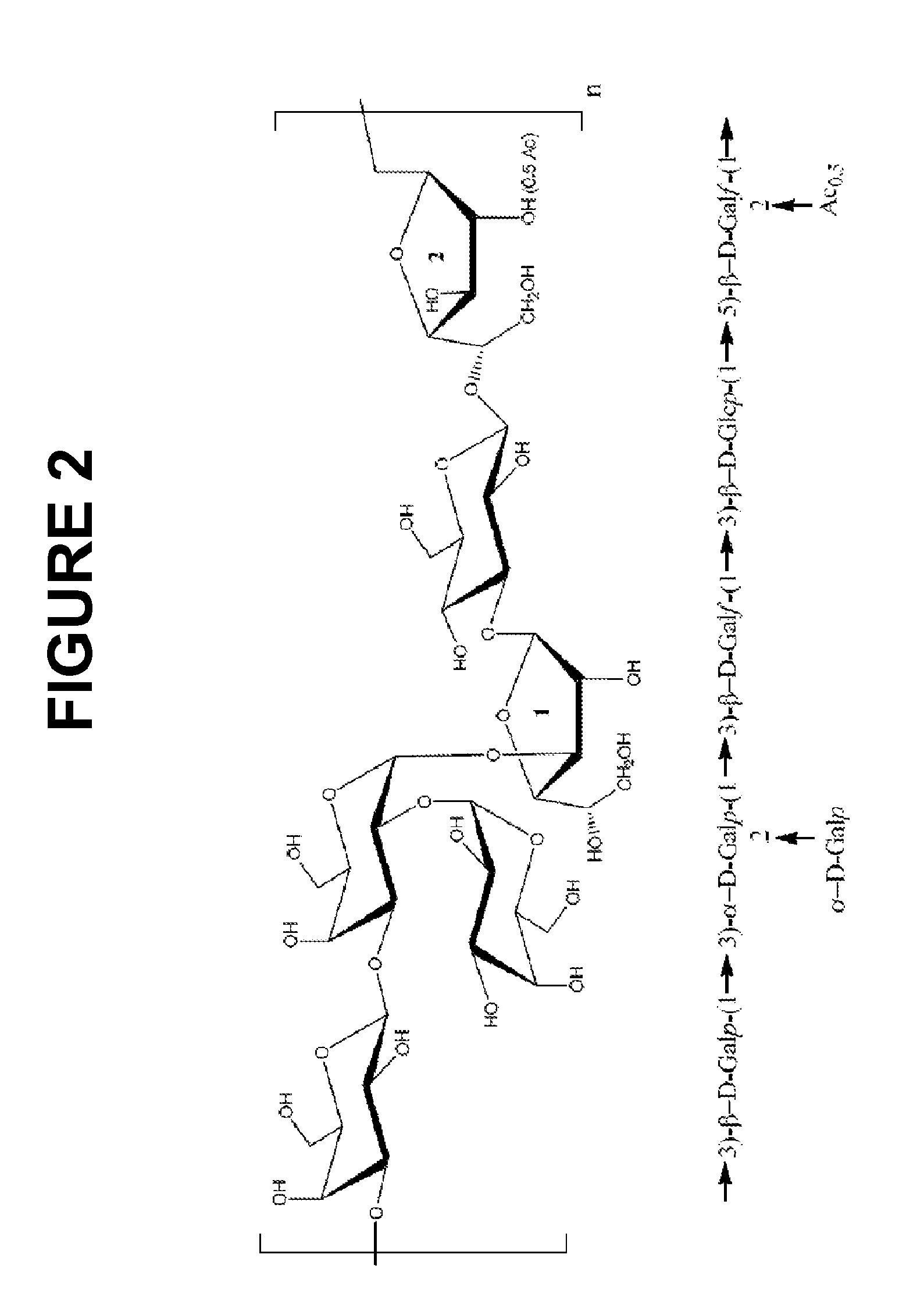 Glycoconjugation processes and compositions