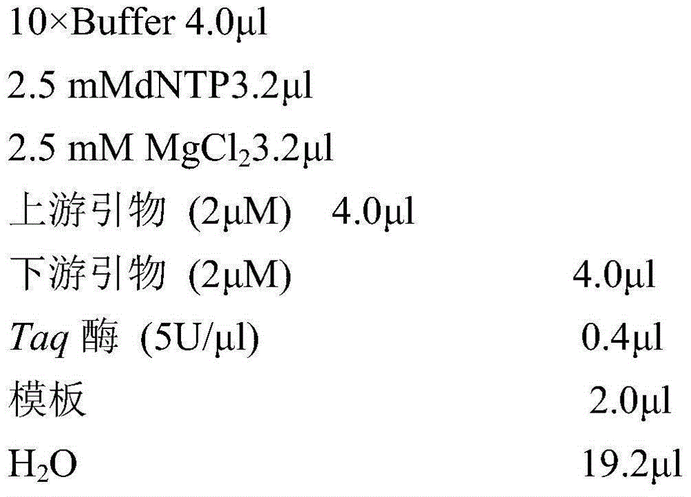 SNP (single nucleotide polymorphism) site relevant to chlamys farreri growth traits and application of SNP site