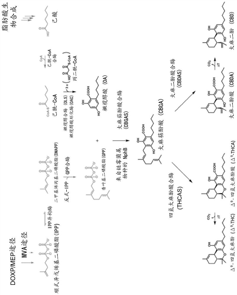 Enzymes for cannabinoid synthesis and methods of making and using same