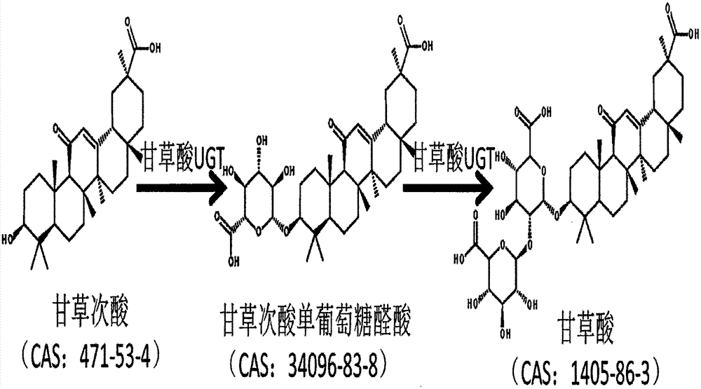 Glycosyltransferase genes related to glycyrrhizic acid biosynthesis and coding products and application thereof