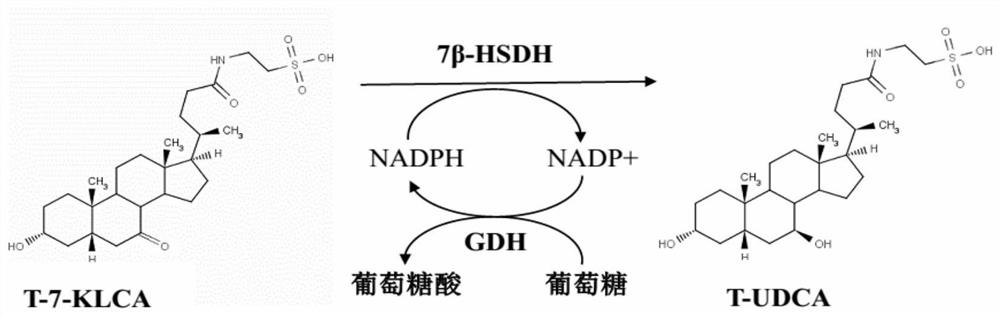 A 7β-hydroxysteroid dehydrogenase mutant, coding sequence, recombinant expression vector, genetic engineering bacteria and application