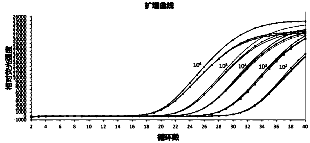 A kind of candida krusei fluorescent PCR detection kit