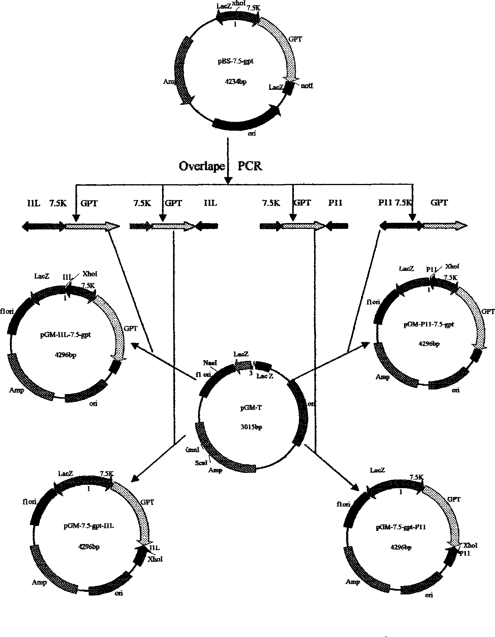 Goat pox vaccine strain expression vector