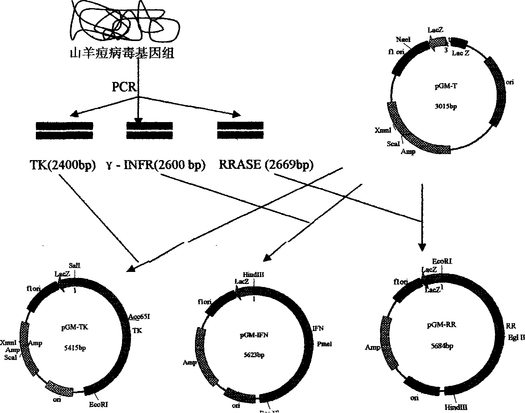 Goat pox vaccine strain expression vector