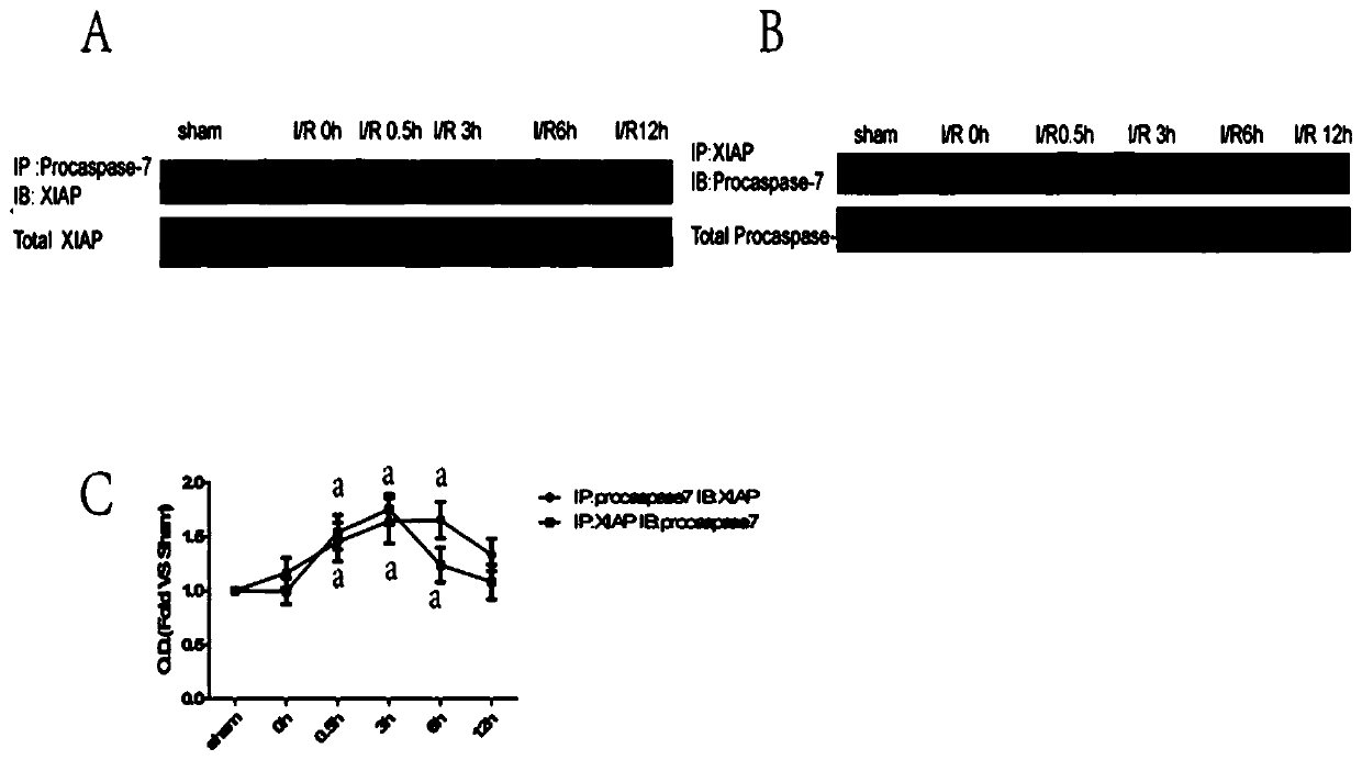 Small peptide TAT-AKPD for treating ischemic brain injury and application of small peptide TAT-AKPD