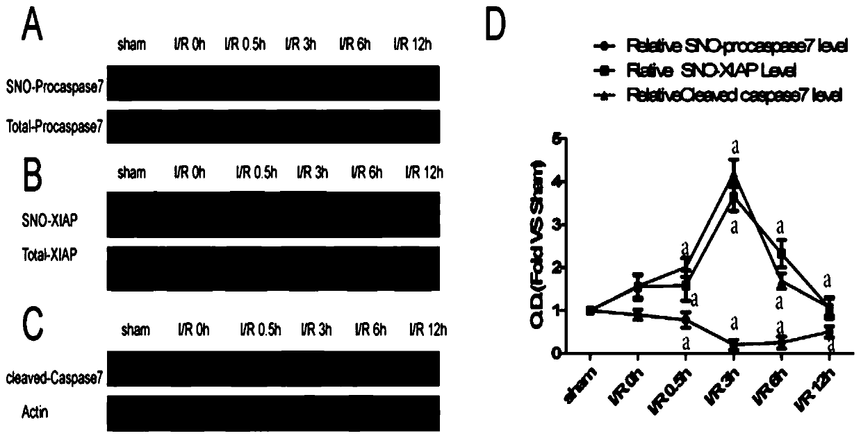 Small peptide TAT-AKPD for treating ischemic brain injury and application of small peptide TAT-AKPD