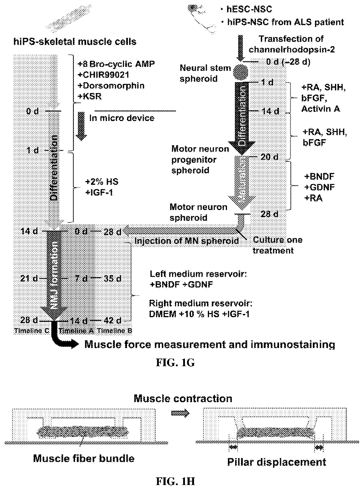 A micro physiological model for neuronal and muscular diseases and disorders