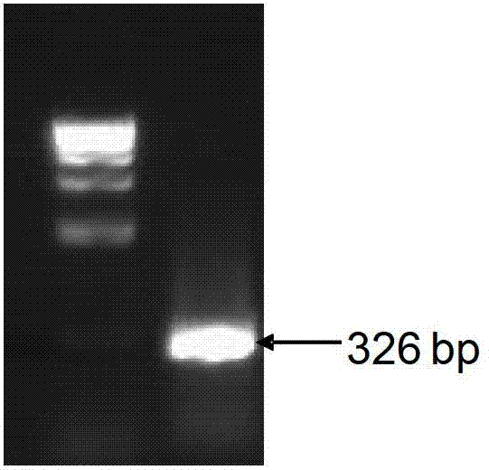 Method for improving insect resistance capability of hybrid poplar