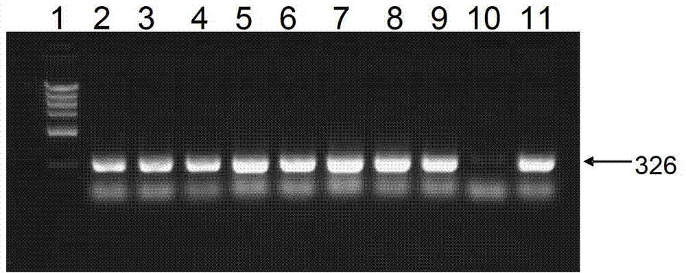 Method for improving insect resistance capability of hybrid poplar