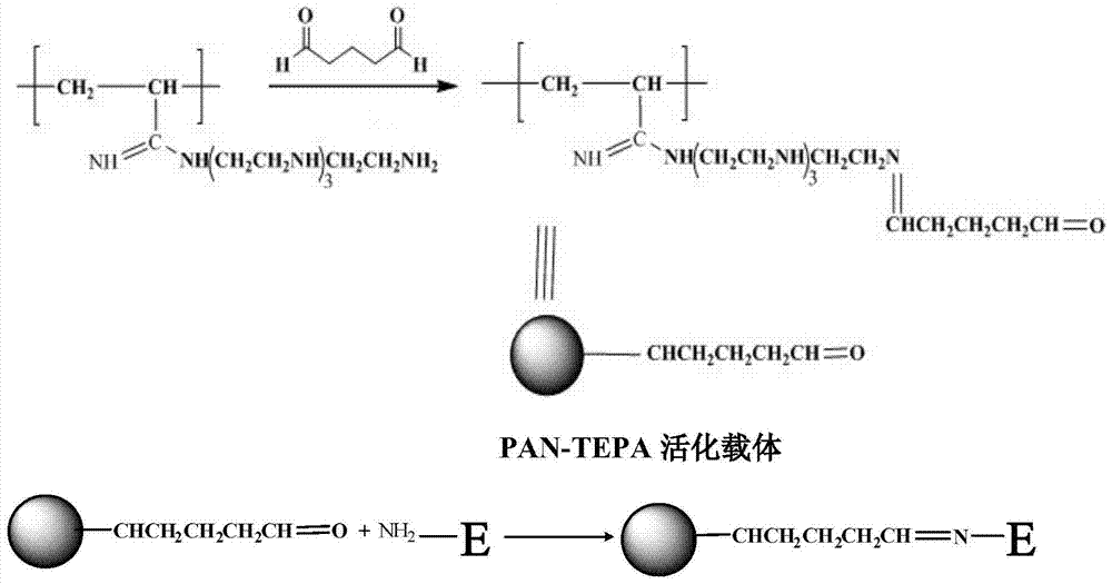 Method for flexible immobilization of papain by modified polyacrylonitrile resin