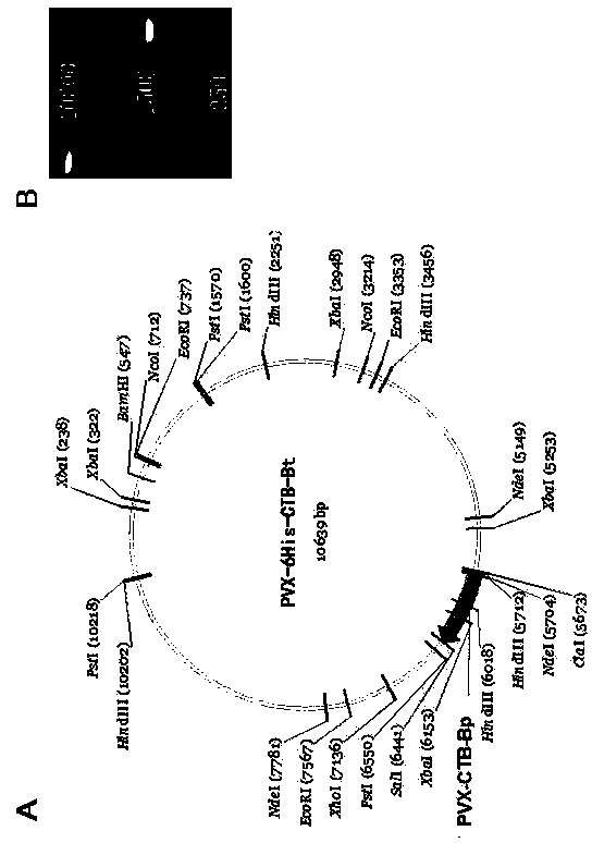 Expression vector PVX-6His-CTBt-Bt for producing multi-epitope vaccine of hepatitis c virus