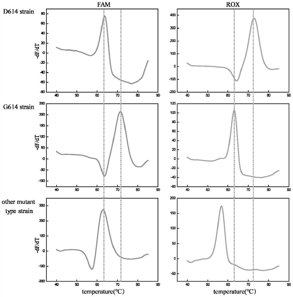 SARS-CoV-2 D614G mutation detection kit and SARS-CoV-2 D614G mutation detection method