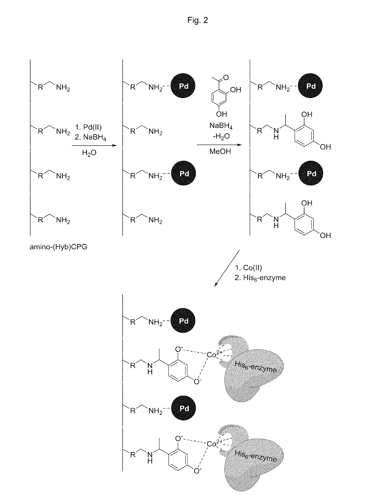 Immobilized proteins and use thereof