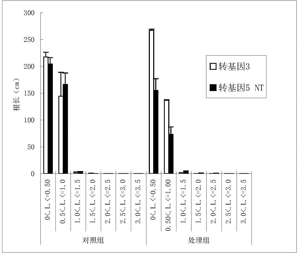 Method for screening drought tolerant variety by using rice secondary root difference