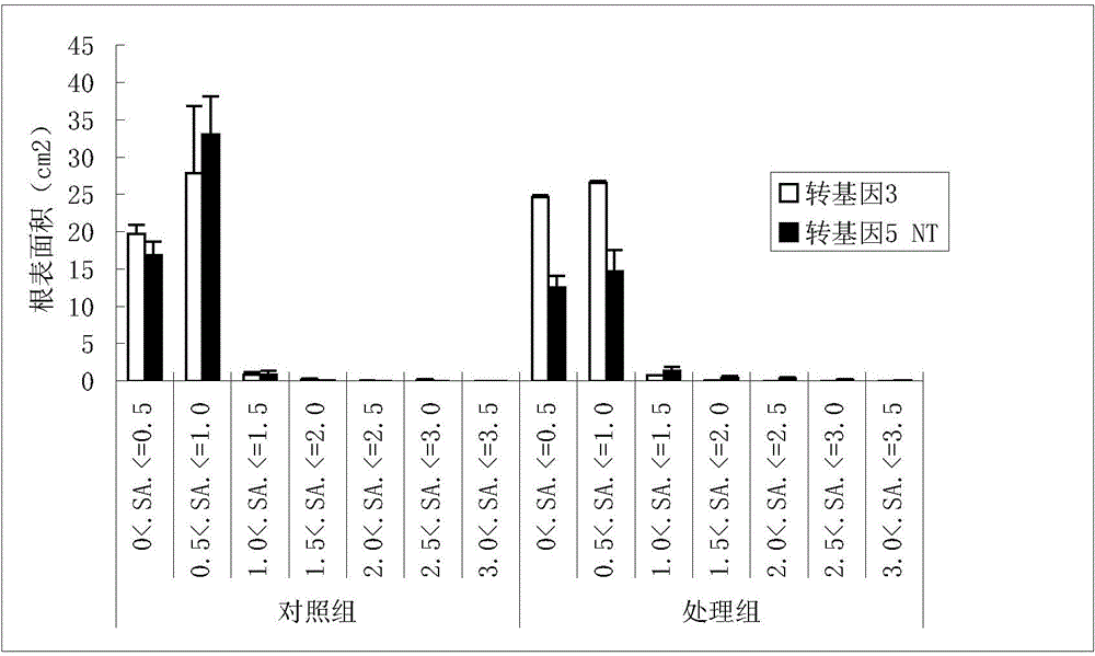 Method for screening drought tolerant variety by using rice secondary root difference