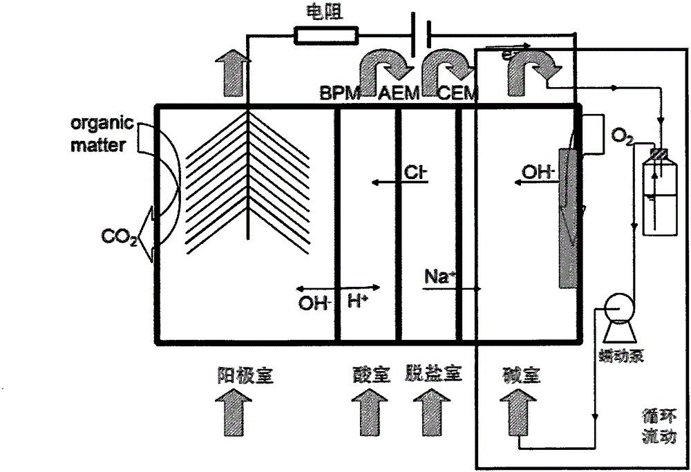 Enhancing method for producing malic acid through biological electrodialysis