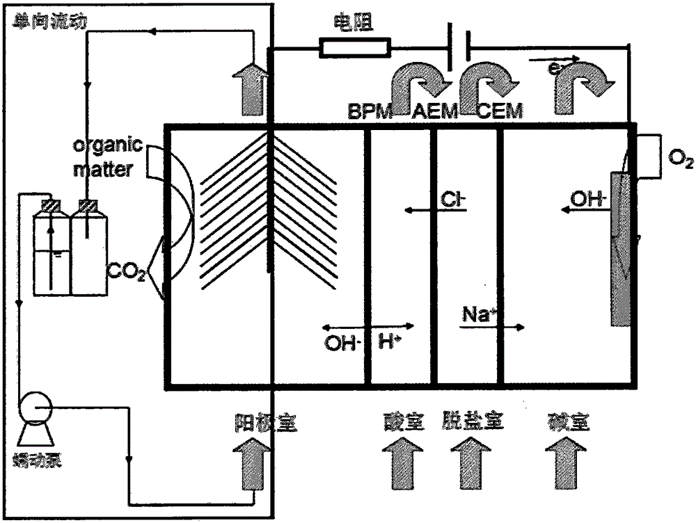 Enhancing method for producing malic acid through biological electrodialysis