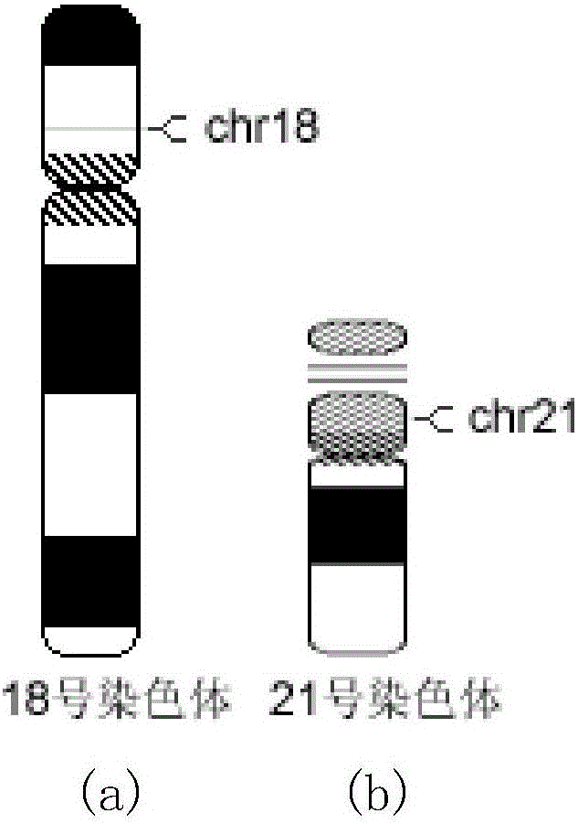 Multiple relative real-time fluorescent quantitative PCR detection kit for rapidly detecting number of human chromosomes