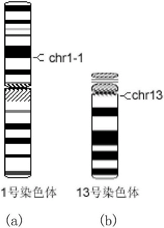 Multiple relative real-time fluorescent quantitative PCR detection kit for rapidly detecting number of human chromosomes