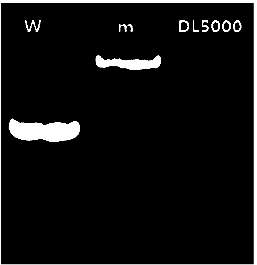 Chinese cabbage eIF (iso) 4E.c site transposon degenerated hull