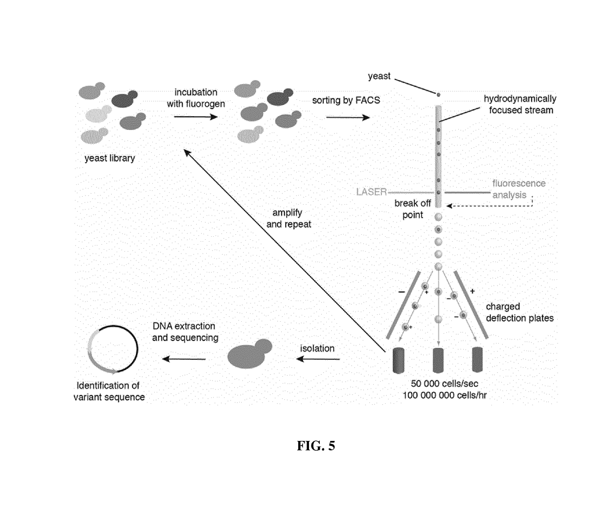 Fluorogen activating and shifting tag (FAST)