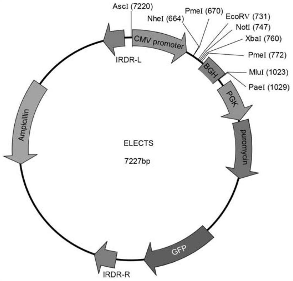 A clone carrier and its application for high -efficiency and stability expressed long chain non -encoding RNA