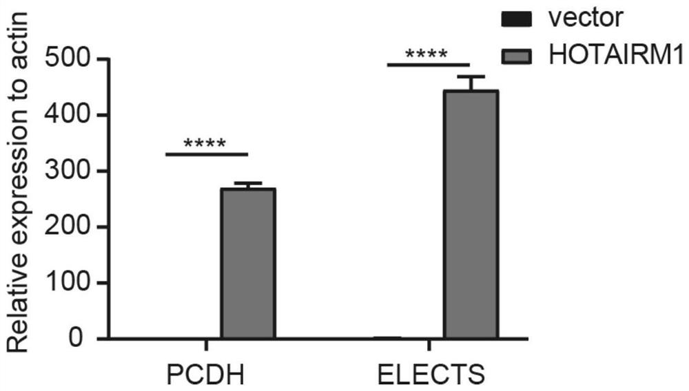 A clone carrier and its application for high -efficiency and stability expressed long chain non -encoding RNA