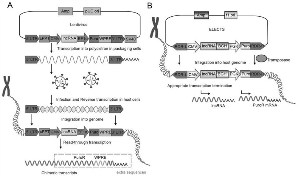 A clone carrier and its application for high -efficiency and stability expressed long chain non -encoding RNA