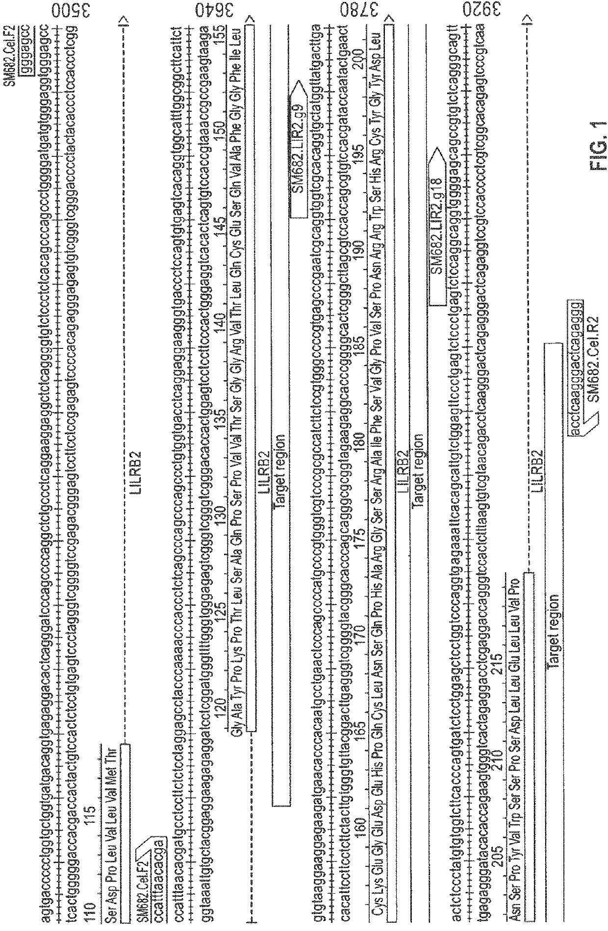 Modified natural killer cells and natural killer cell lines having increased cytotoxicity