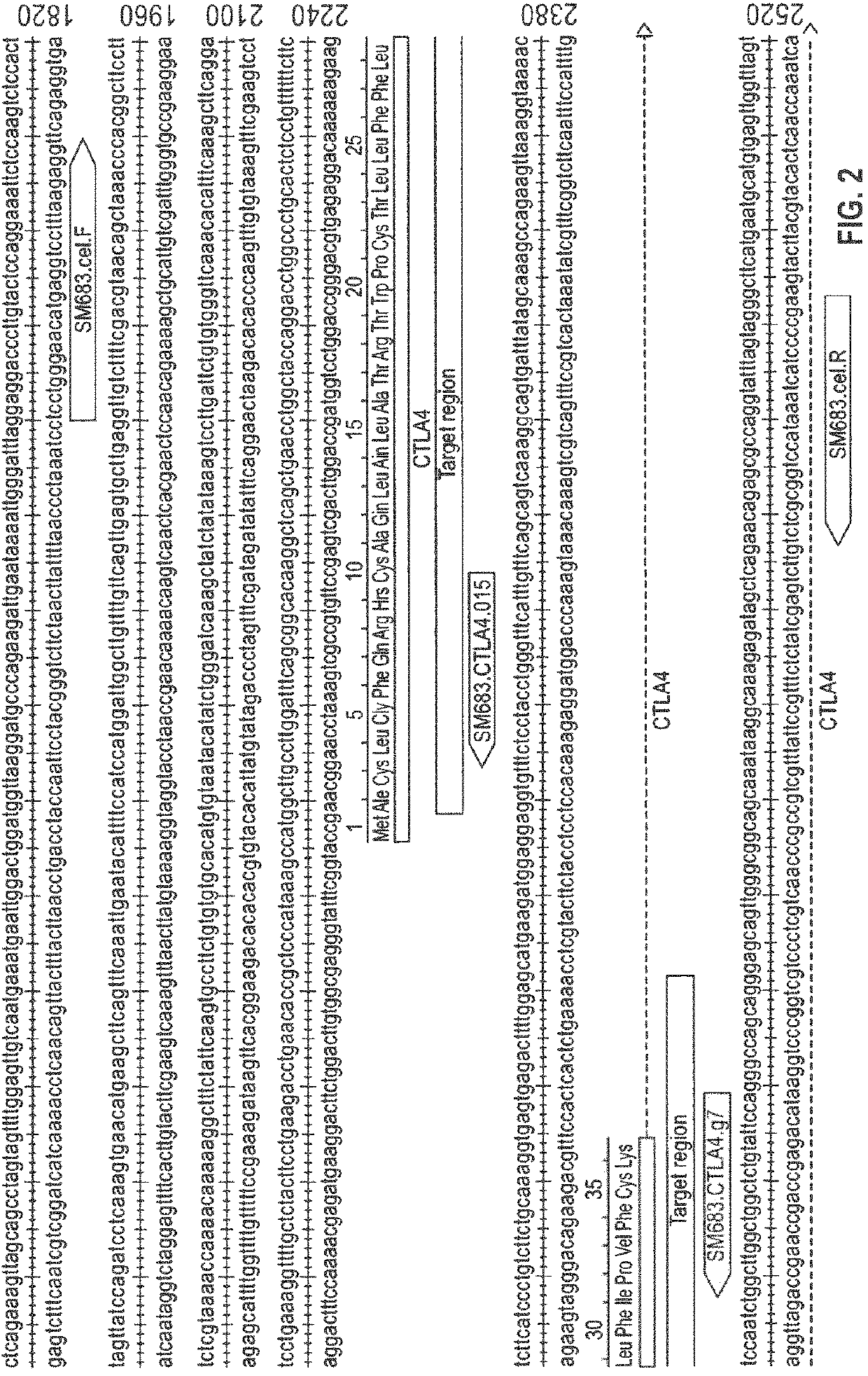 Modified natural killer cells and natural killer cell lines having increased cytotoxicity