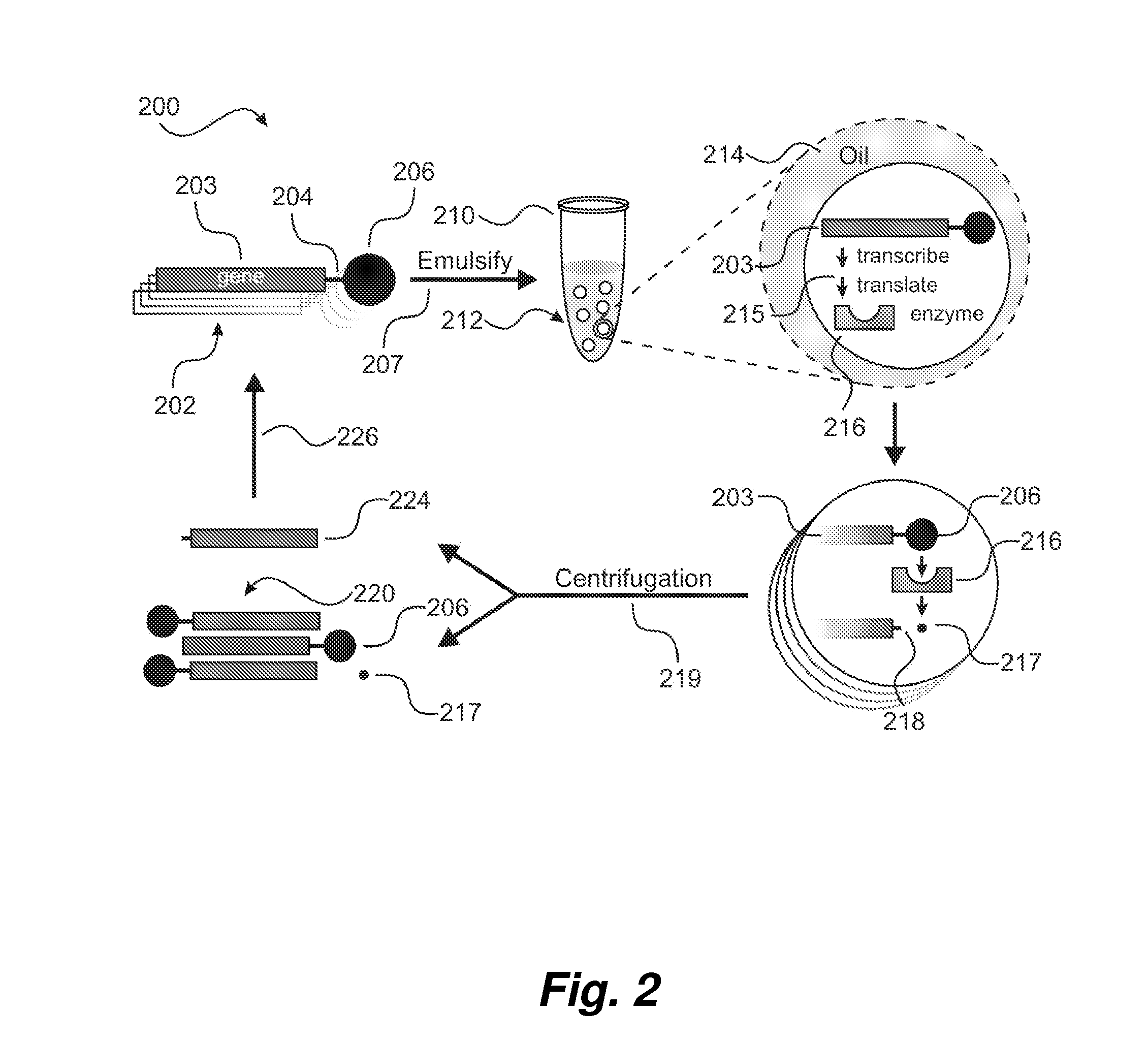 Method of enhancing enzyme activity