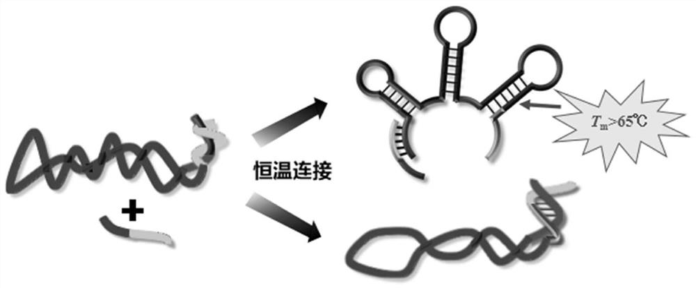 Preparation method of single-stranded circular DNA