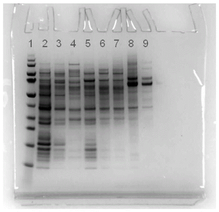 Mutant strain producing cellulase, mutant strain highly expressing target protein, construction method and application thereof