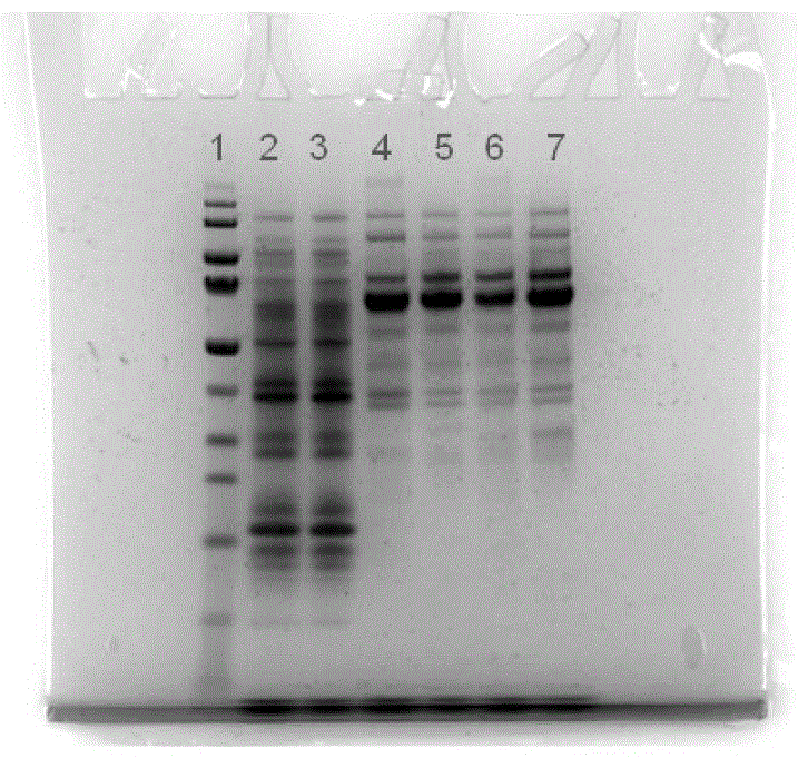 Mutant strain producing cellulase, mutant strain highly expressing target protein, construction method and application thereof