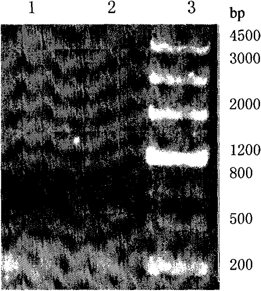 Composite porcine alpha-IFN gene and recombinant vector thereof