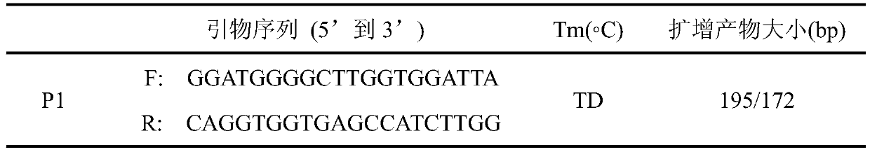 Detection method for insertion/deletion polymorphism of sheep RORA (retinoid acid receptor related orphan receptor A) gene, primer pair and application