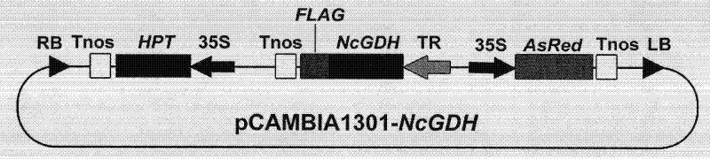 Rapid and high-efficiency transgenic method for indica rice